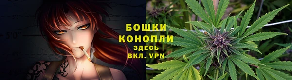 стаф Касимов